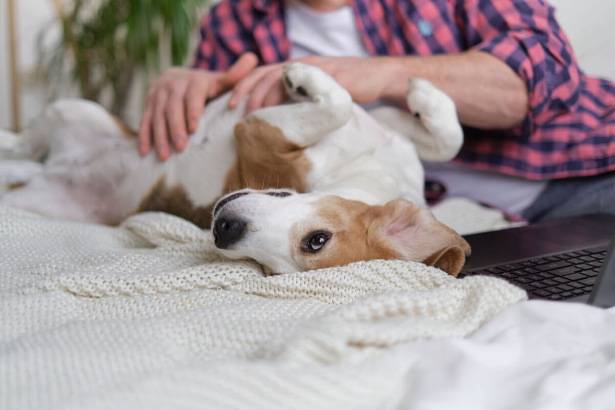 Perro muestra el vientre a su tutor, como señal de confianza en él.