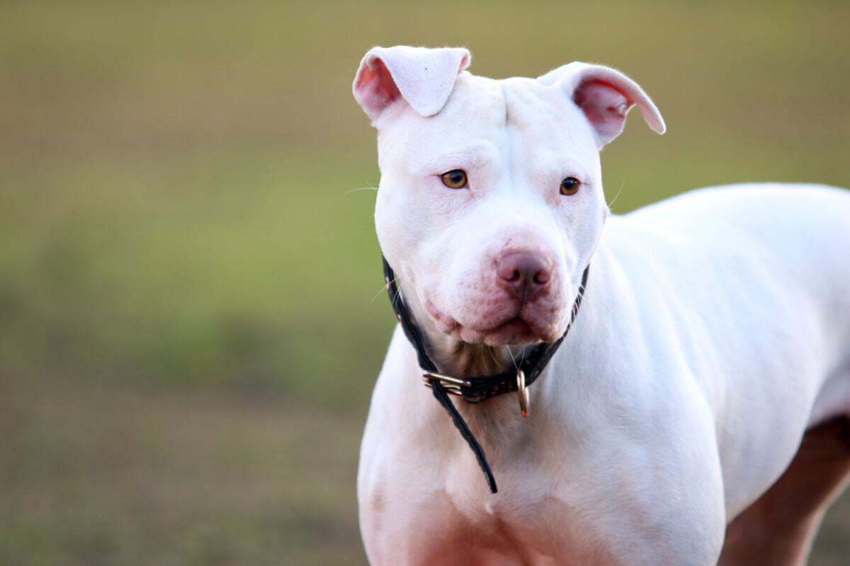 A white pit bull cobra.