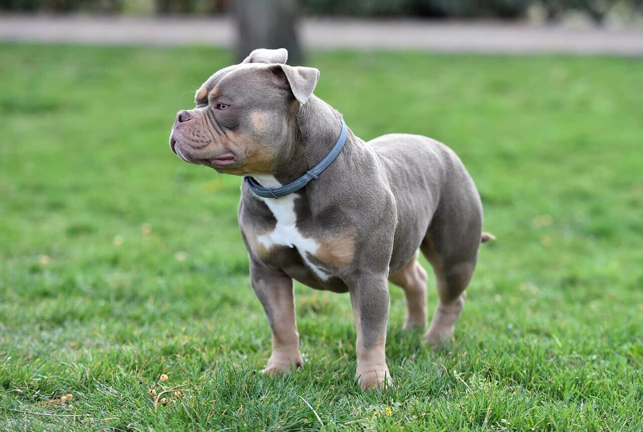 Pitbull chamuco.