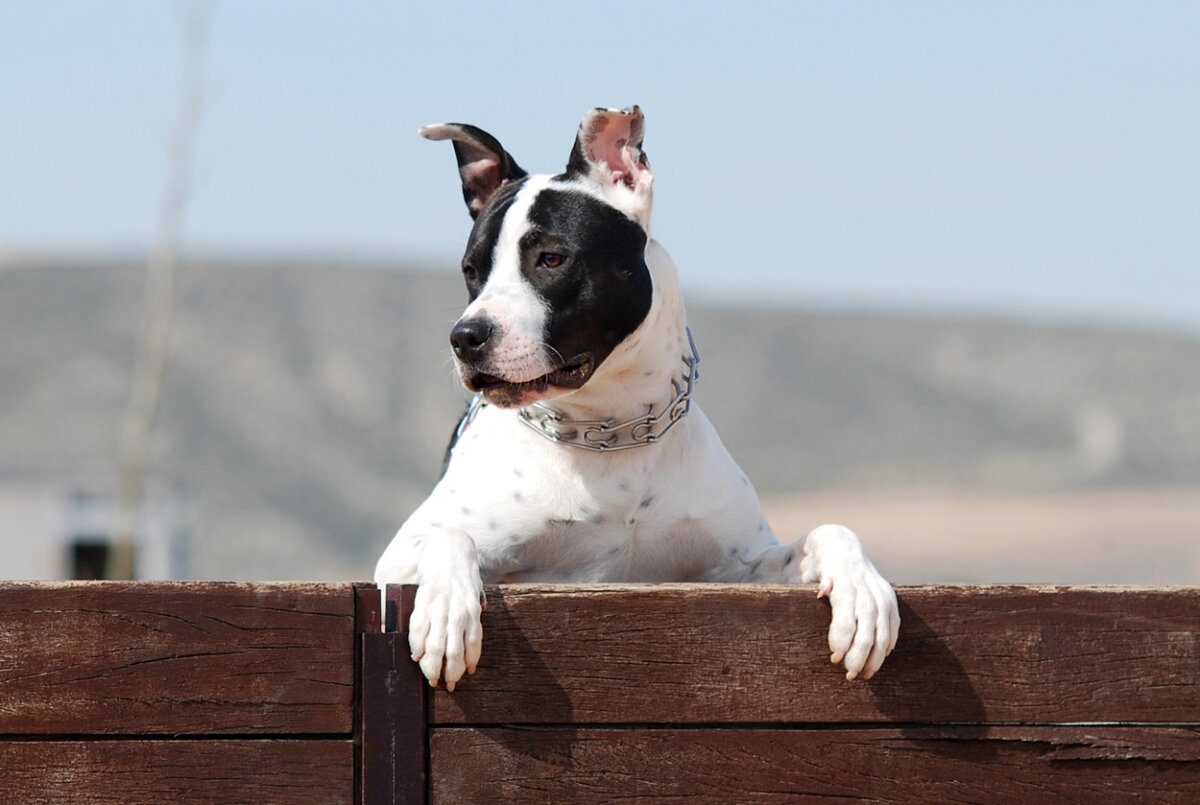 A pitmatian leaning over a wooden gate.