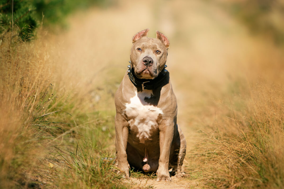 American pitbull terrier, tipos de pitbull.