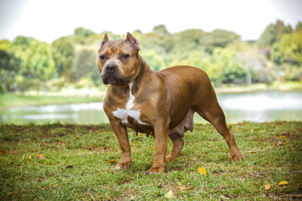 An American bully.
