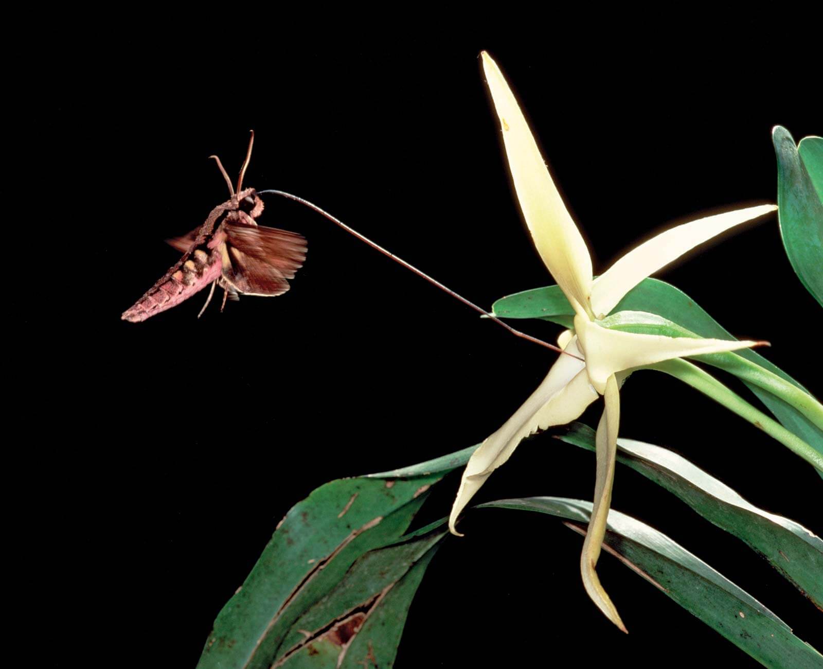La falena e l'orchidea mantengono una relazione che è uno degli esempi di mutualismo.