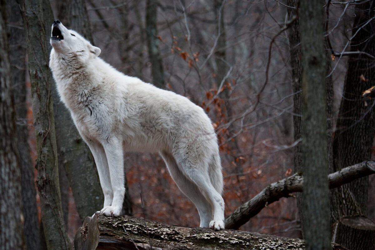 Lobo blanco aúlla sobre un tronco de árbol caído.