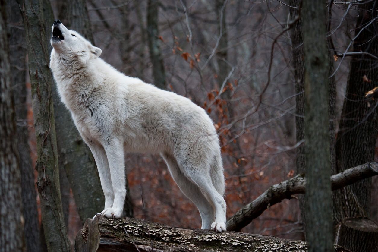 Por qué los lobos aúllan y qué significa, según expertos