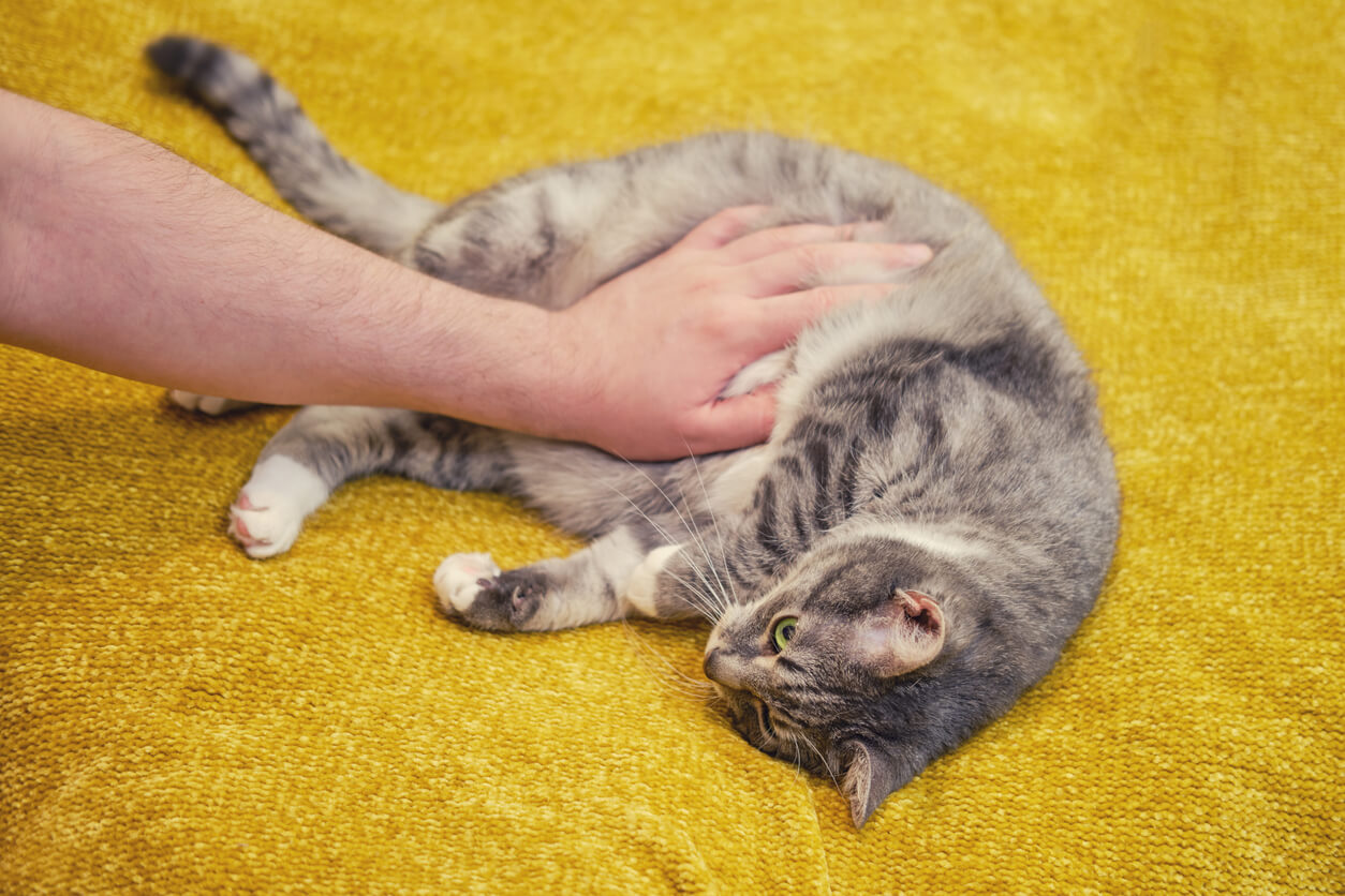 Gato tumbado porque se siente mal. Posturas gato enfermo. 