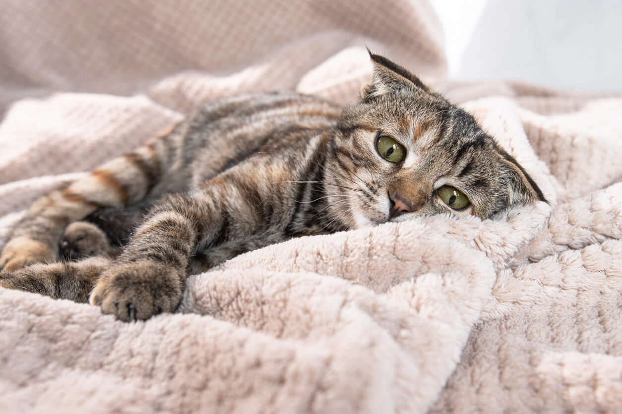 8 posturas que delatan que tu gato está enfermo