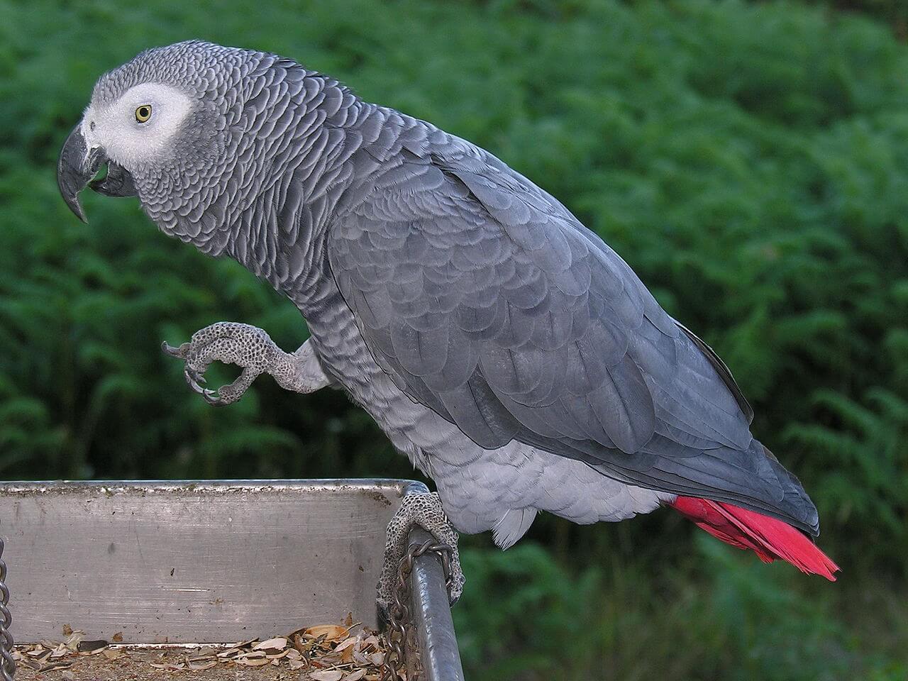 Psittacus erithacus come semillas de girasol. Se trata de uno de los tipos de loros más buscados por su capacidad de imitar sonidos.