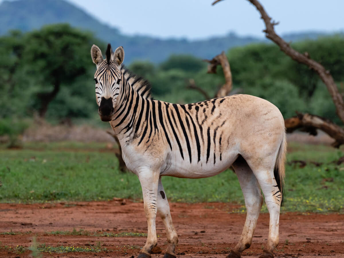 Quagga, animales que empiezan con la letra q.