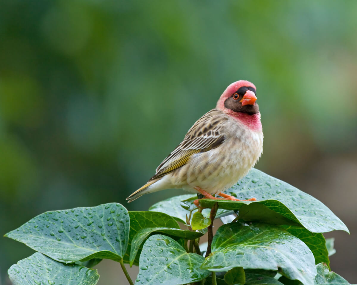 The red-billed quelea is a bird that starts with the letter Q.