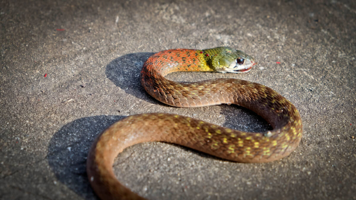 A red-necked keelback, or quilla de cuello rojo in Spanish.
