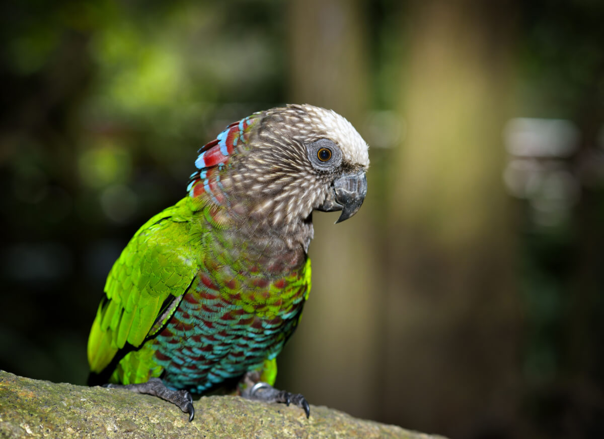 The red-fan parrot, or quinaquina in Spanish, is one of the animals that start with the letter Q.