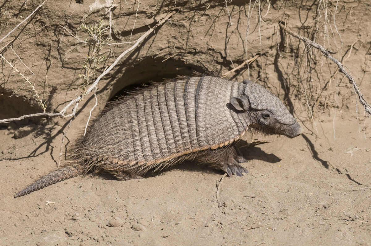 The Andean hairy armadillo is known as Quirquincho andino in Spanish.