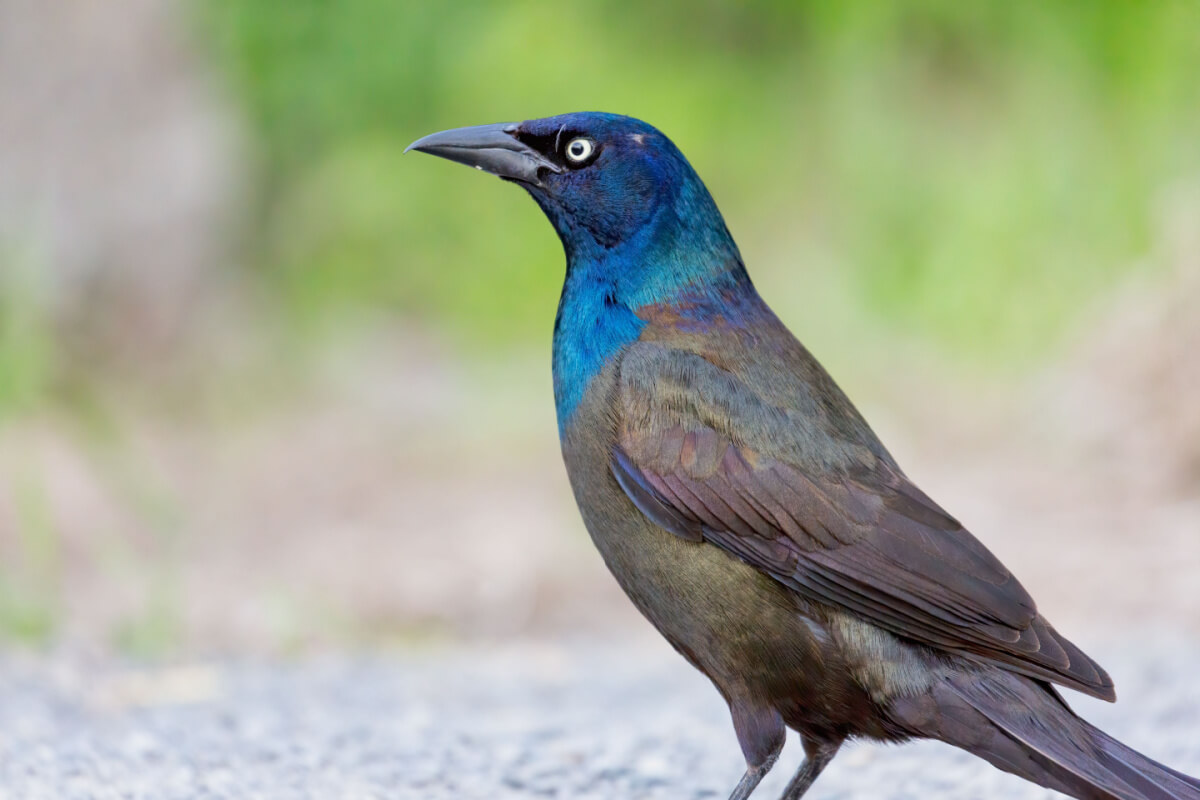 A common grackle with a sheen black body and a deep bluish greed head and neck.