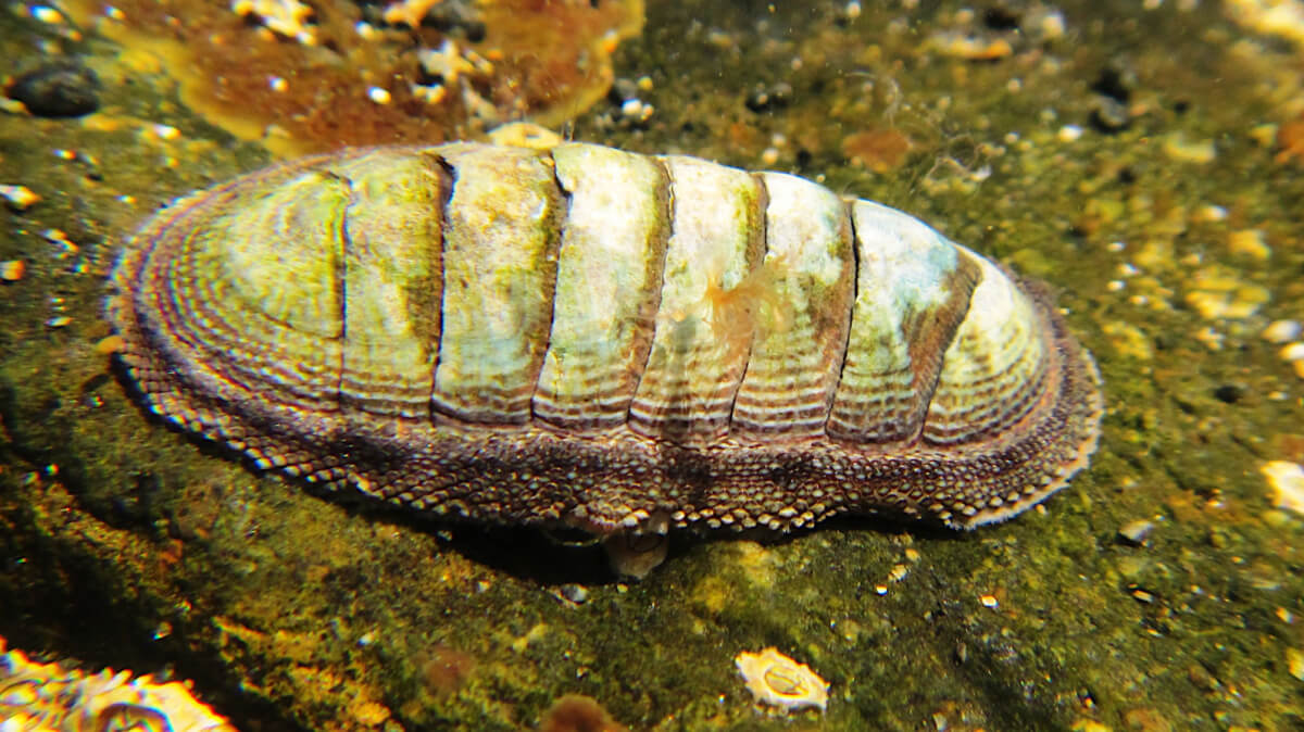 A chiton under water.