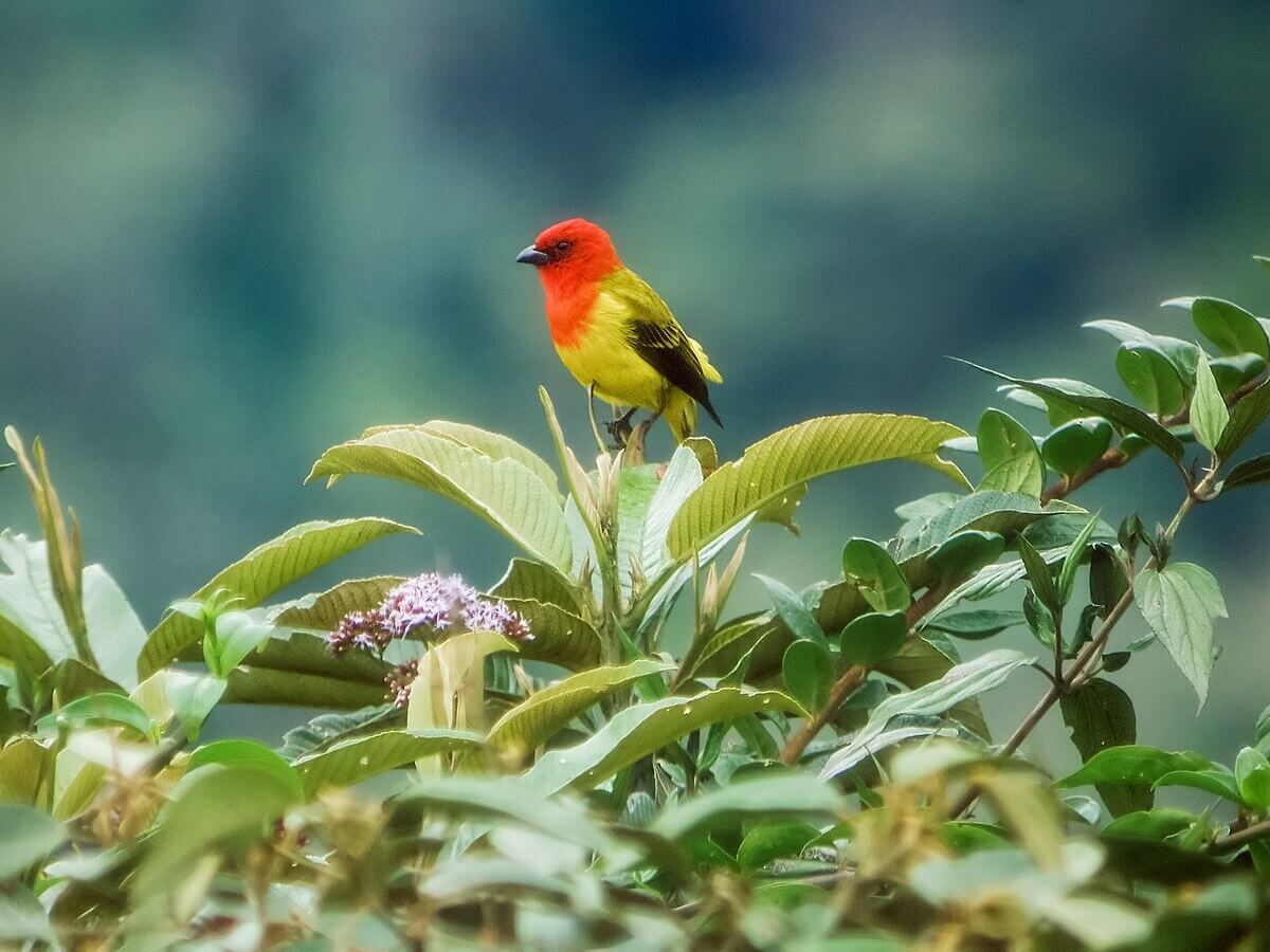 A red-hooded tanager, or quitrique capucha roja, perched on a small plant.