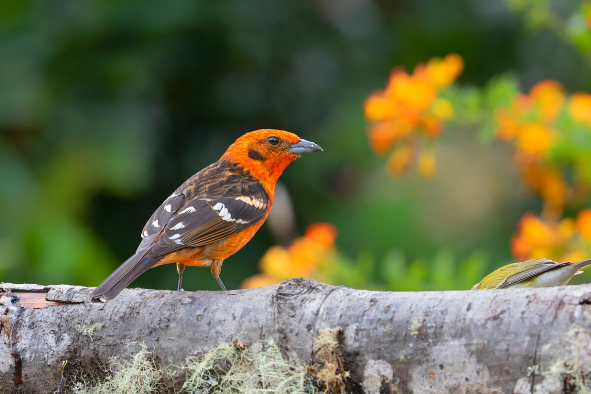 A flame-colored tanager standing on a log.