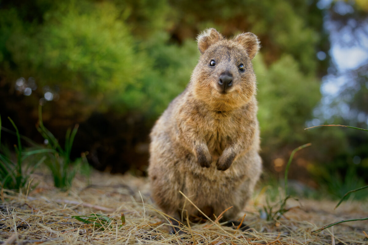 A quokka looking into the camera and appearing to smile.
