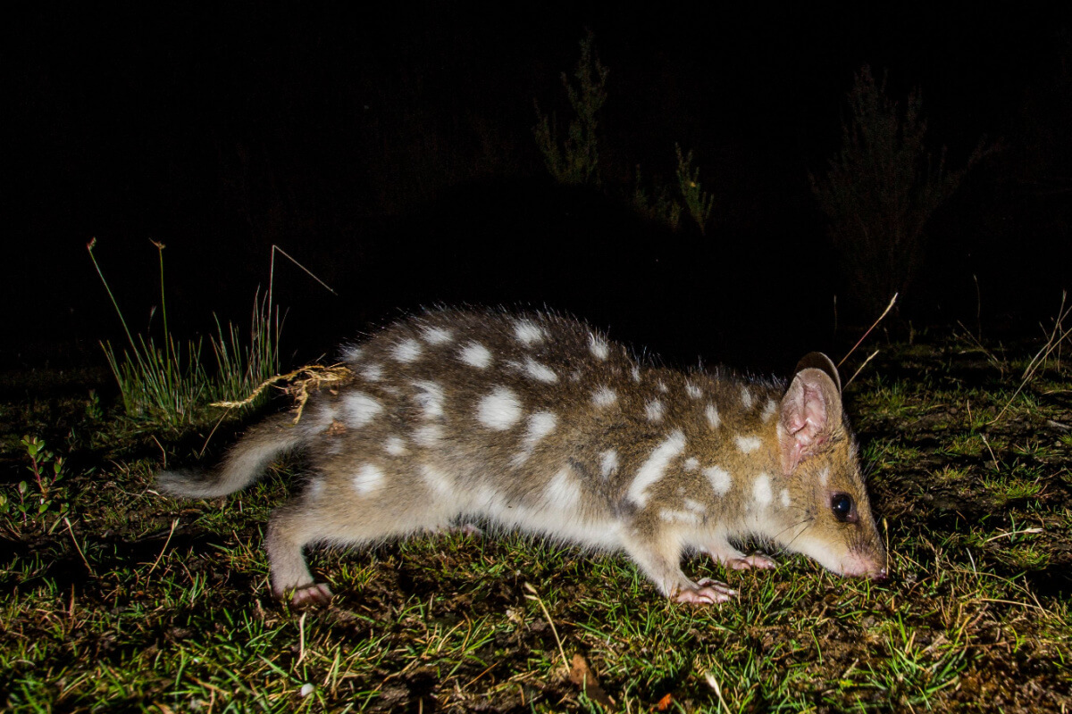 Quolls are among the animals that start with the letter Q.