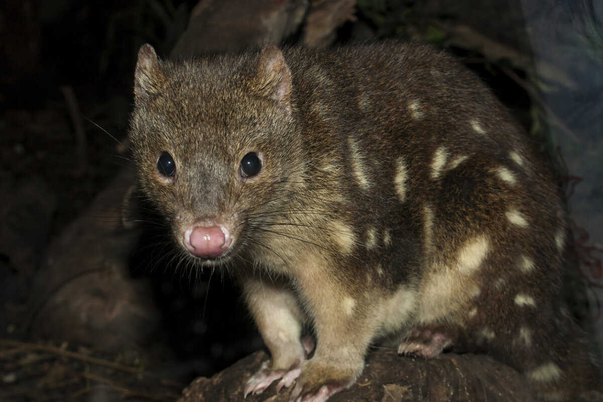 A brown tiger quoll with light brown spots.