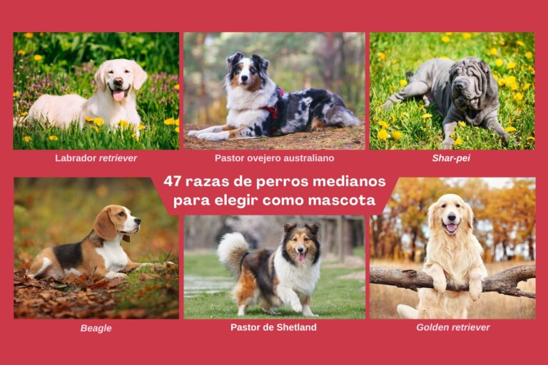 47 razas de perros medianos para elegir como mascota