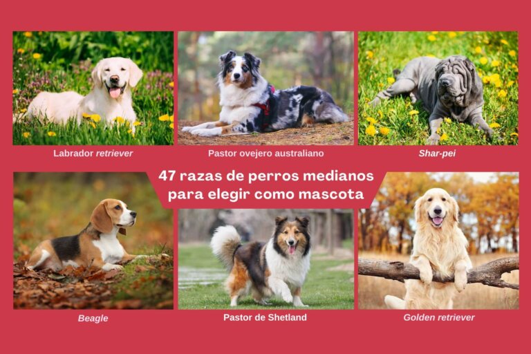 47 razas de perros medianos para elegir como mascota