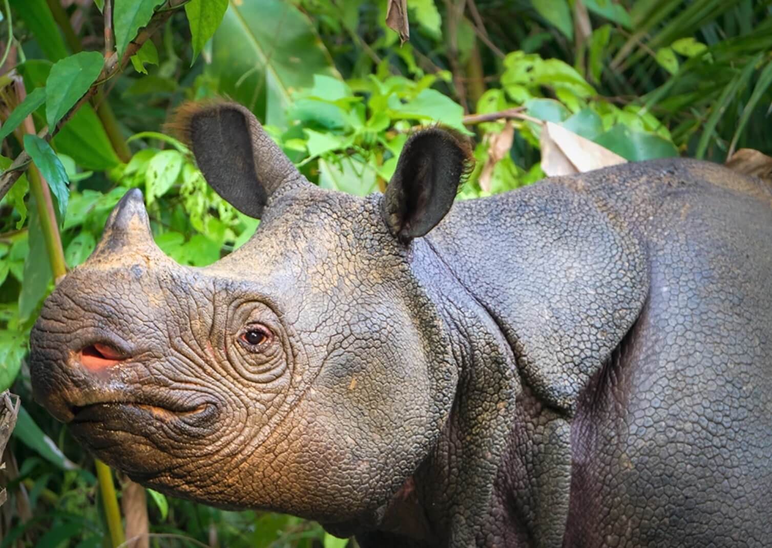 Rhinocéros de Java au milieu de la végétation.