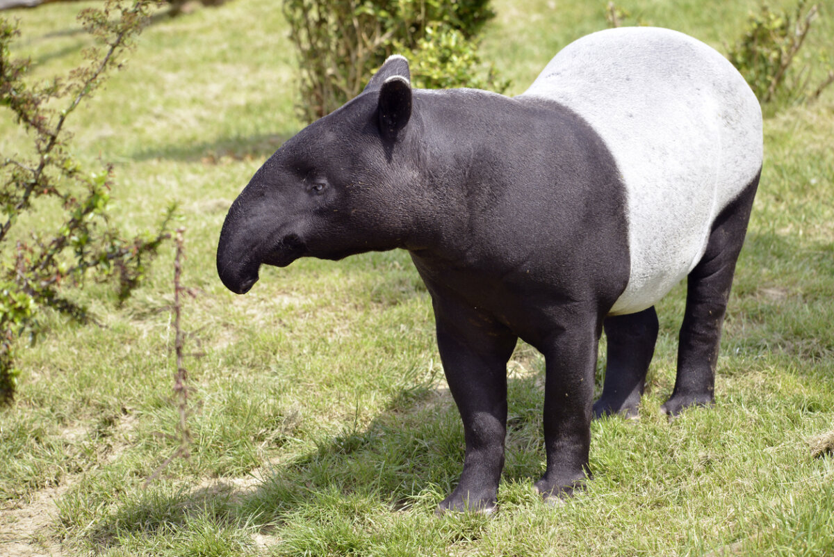 Tapir malayo, animales exóticos.