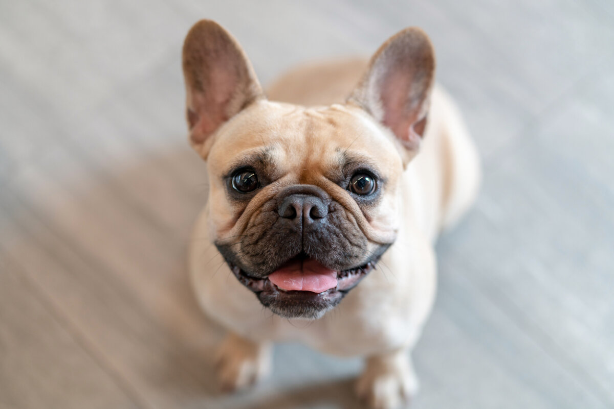 Cómo es el temperamento del bulldog francés - Conoce a este pequeño peludo  juguetón y cariñoso