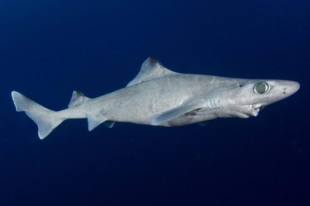 Tiburón quelvacho, animales que empiezan con la letra q.