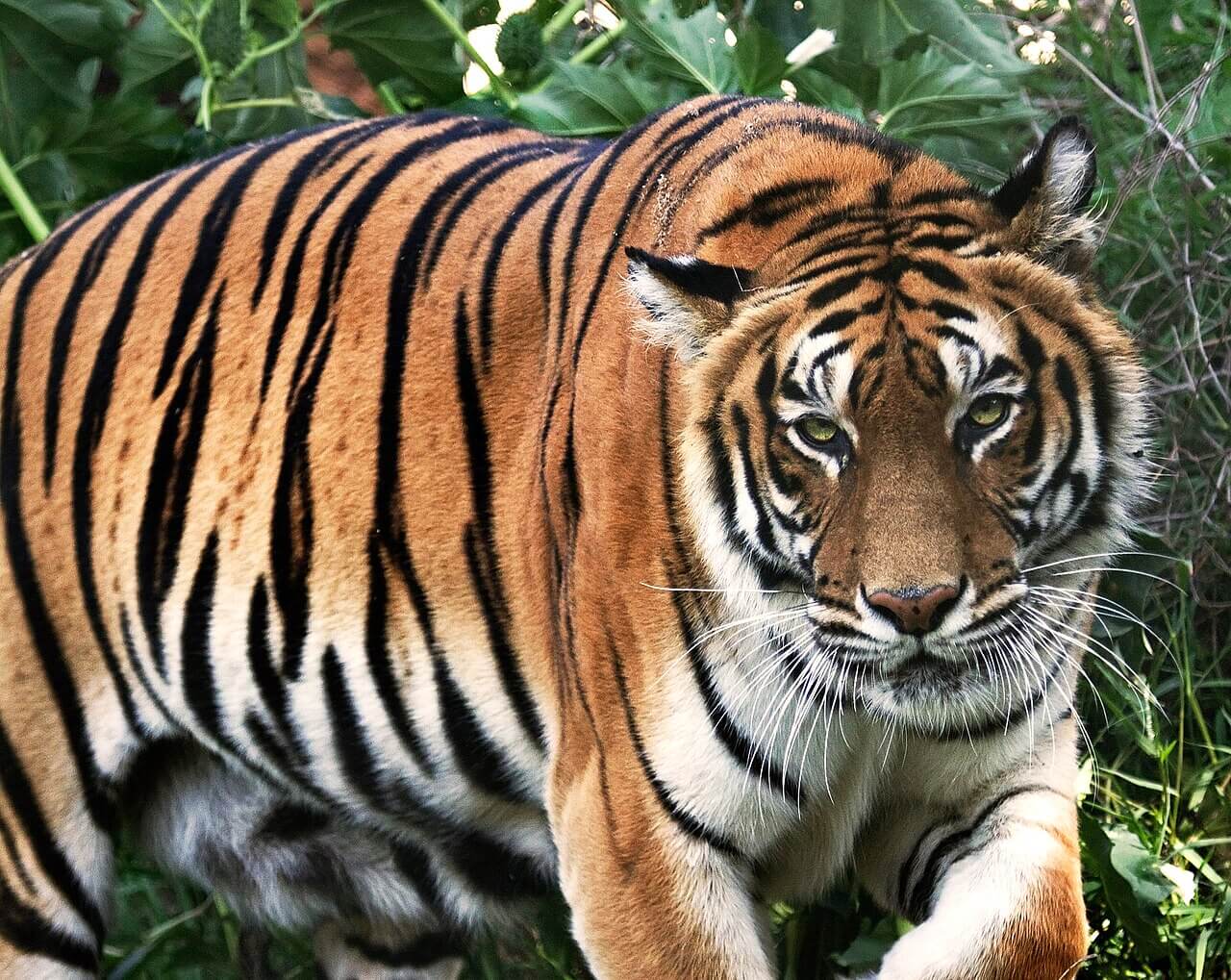 Tigre de Bengala en su hábitat. 