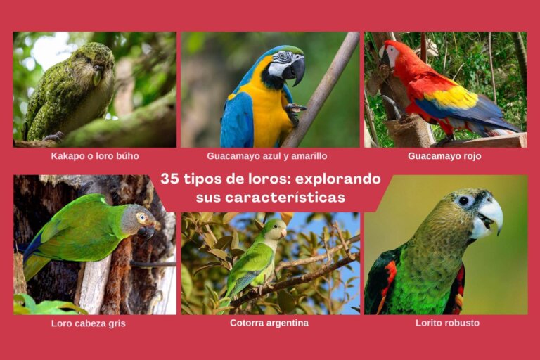 35 tipos de loros: explorando las diferentes especies y características