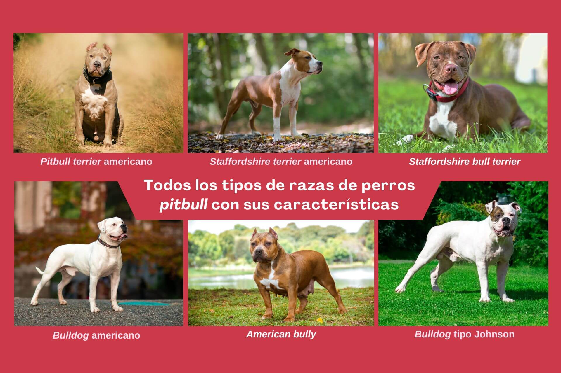 Tipos de pitbull.