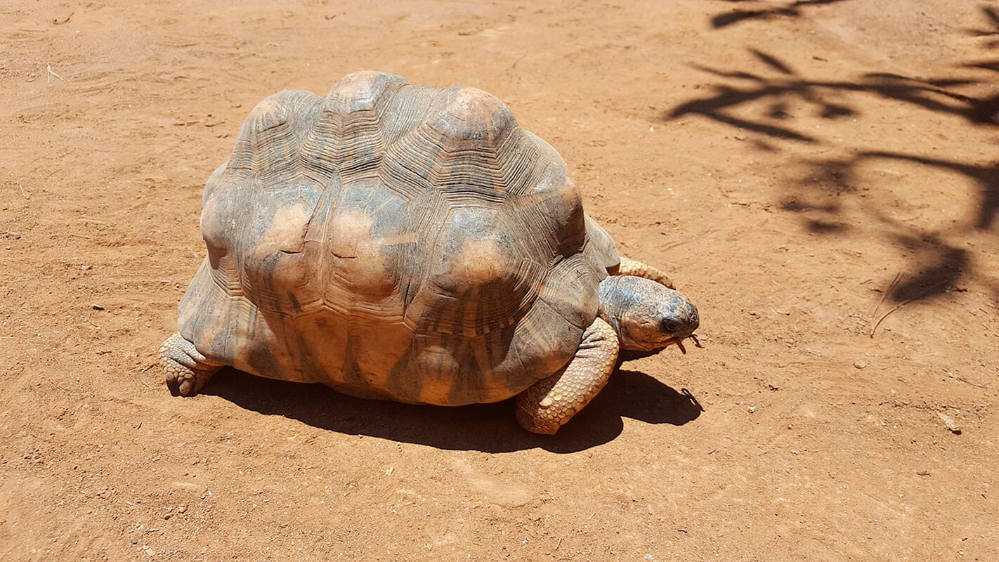 La tortuga angonoka es uno de los animales en peligro de extinción. 