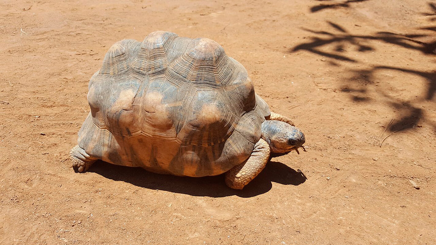 La tortuga angonoka es uno de los animales en peligro de extinción.