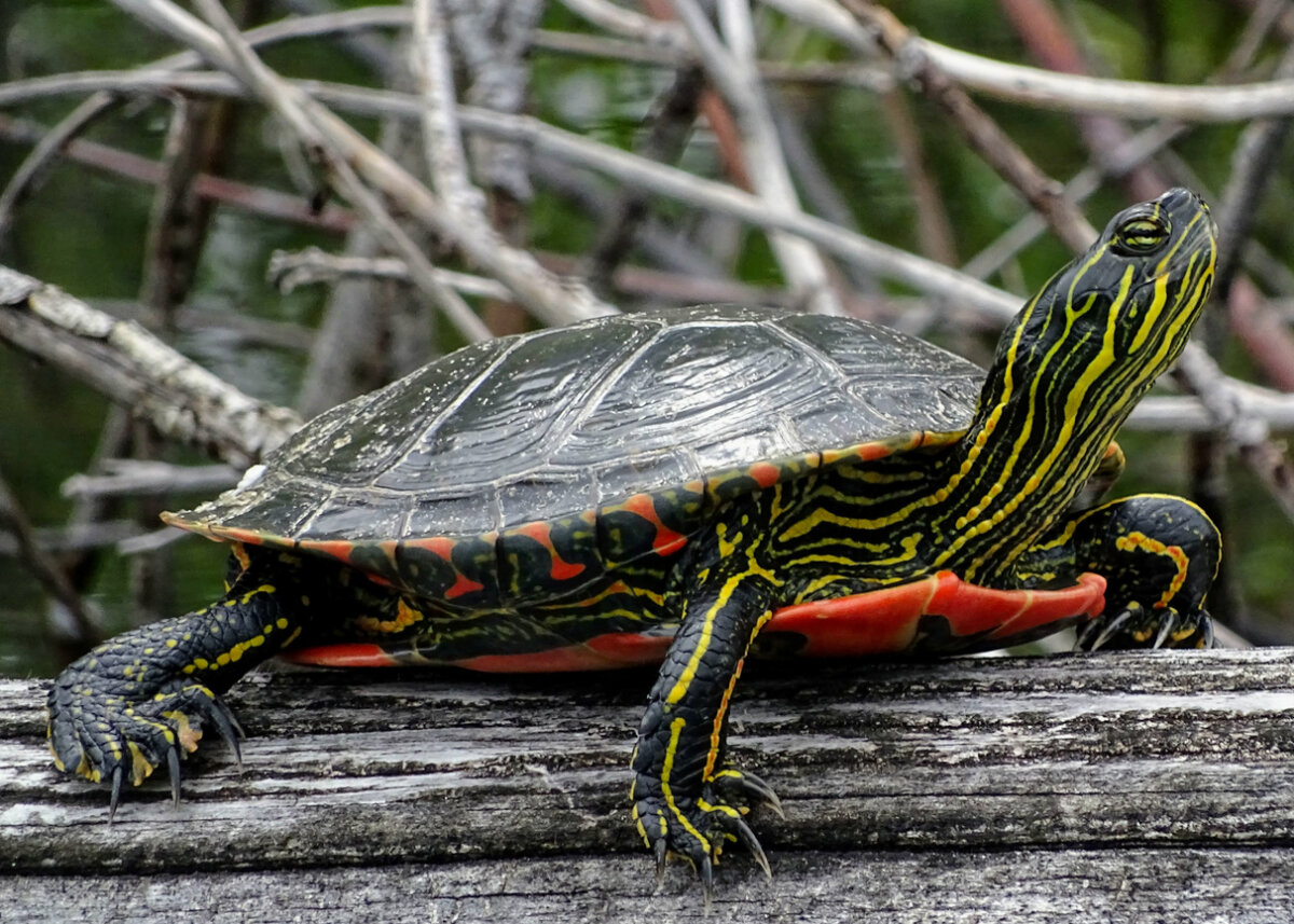 Tortuga pintada, animales exóticos.