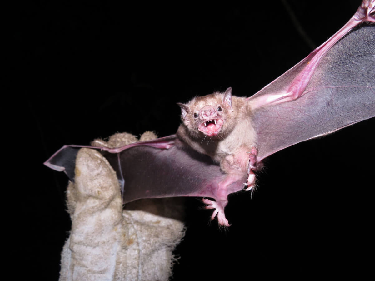 Vampiro de alas blancas, animales con v.