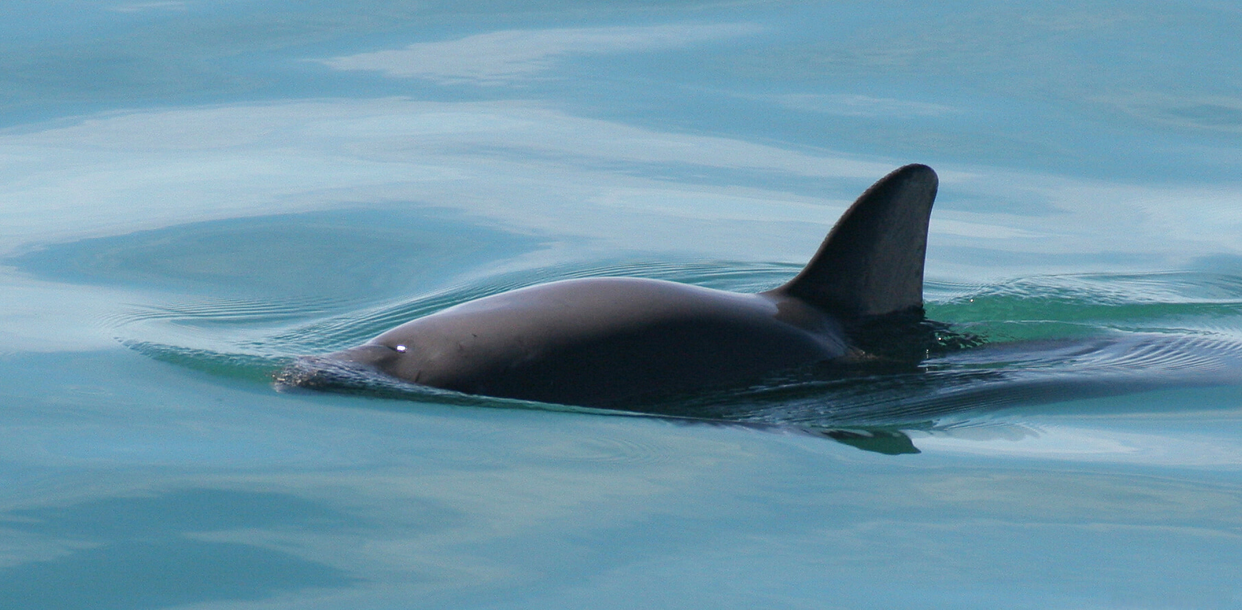 Vaquita marina en el agua.