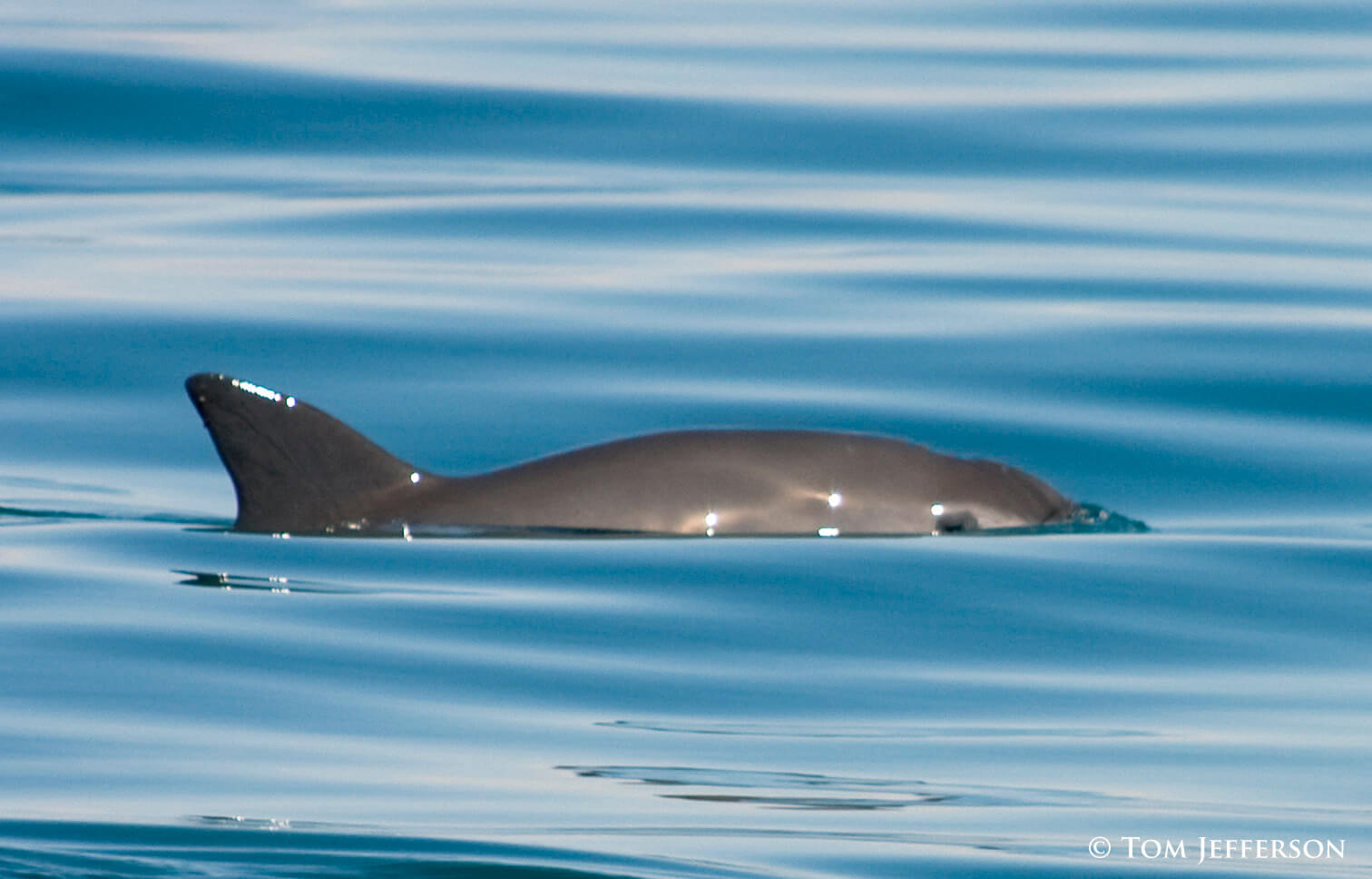 A vaquita swimming on the surface of the water.