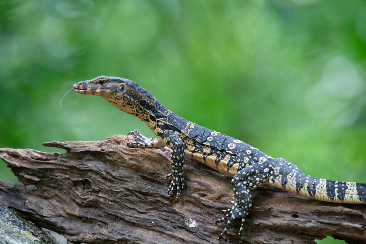 Varano acuático o lagarto monitor acuático.