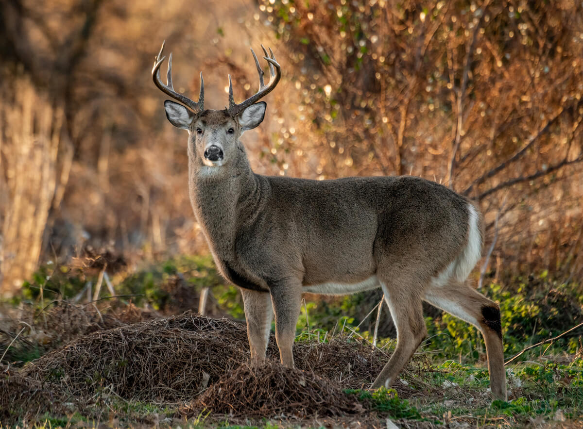 Venado de cola blanca, animales con v.