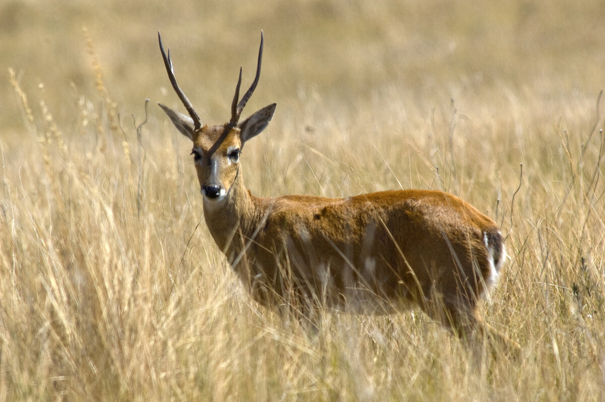 Venado de las pampas, animales con v.