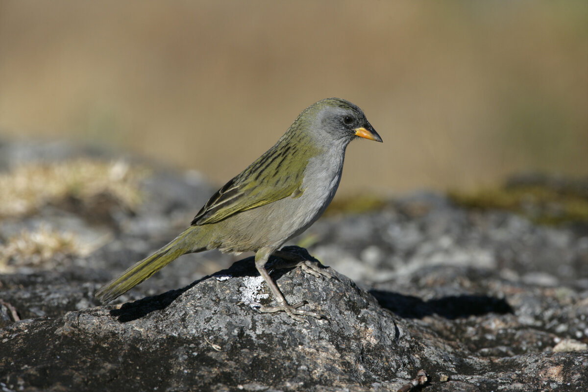 Verdón, animales con v.