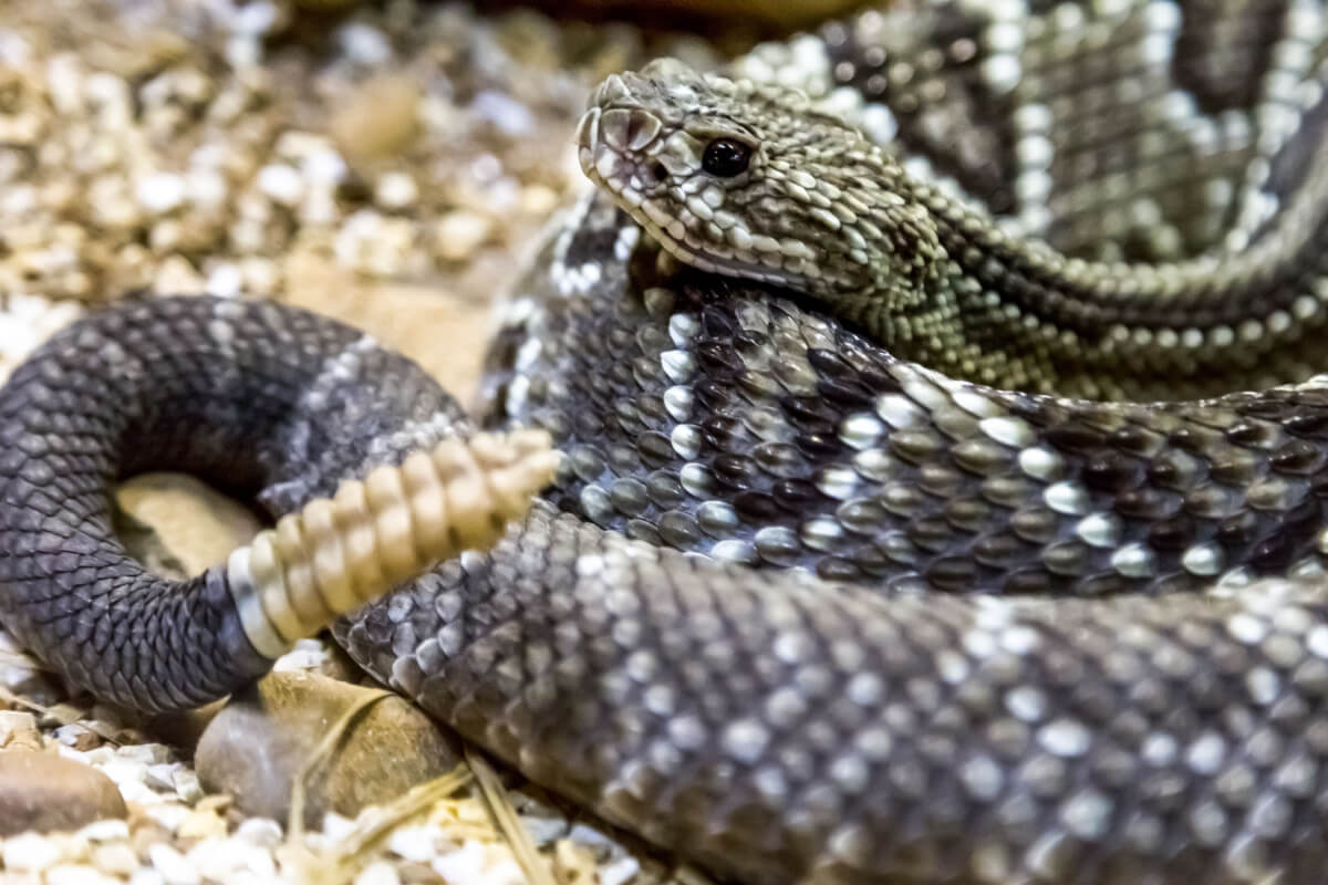 Crotalus durissus, animales con v.