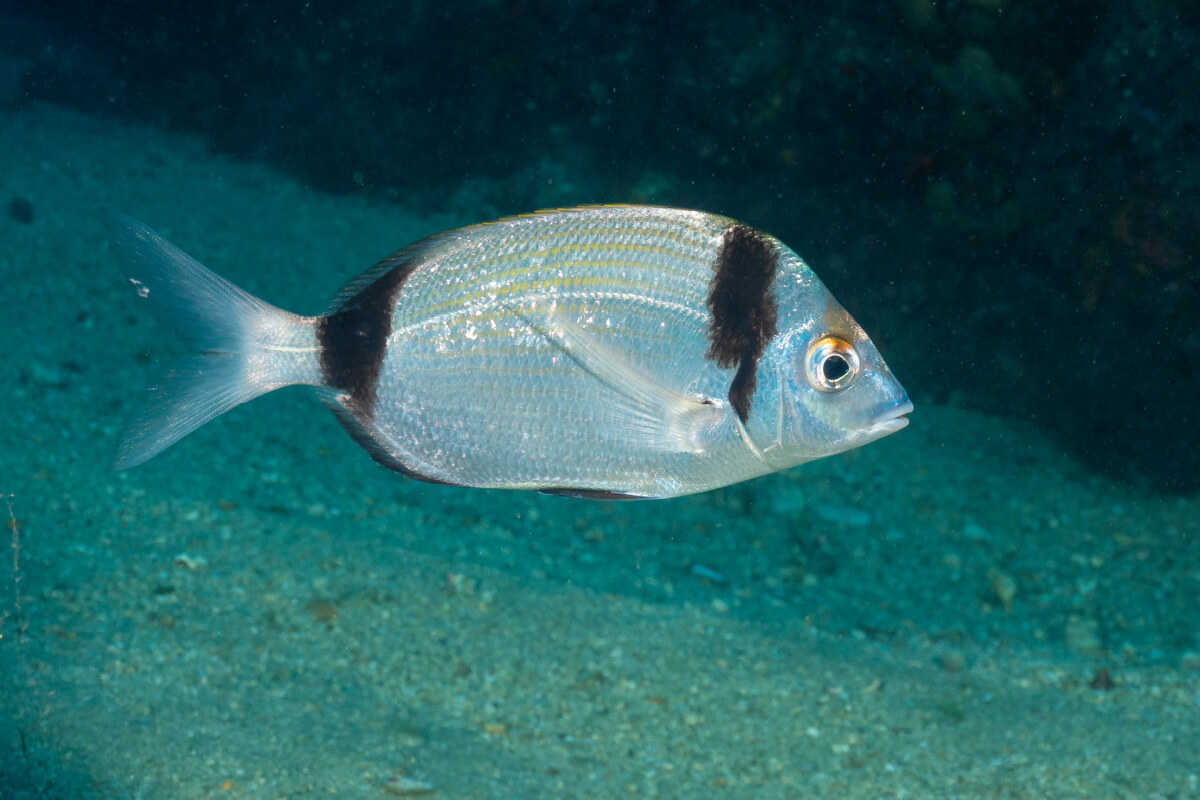 Vidriada, mojarra, sargo o marra. 