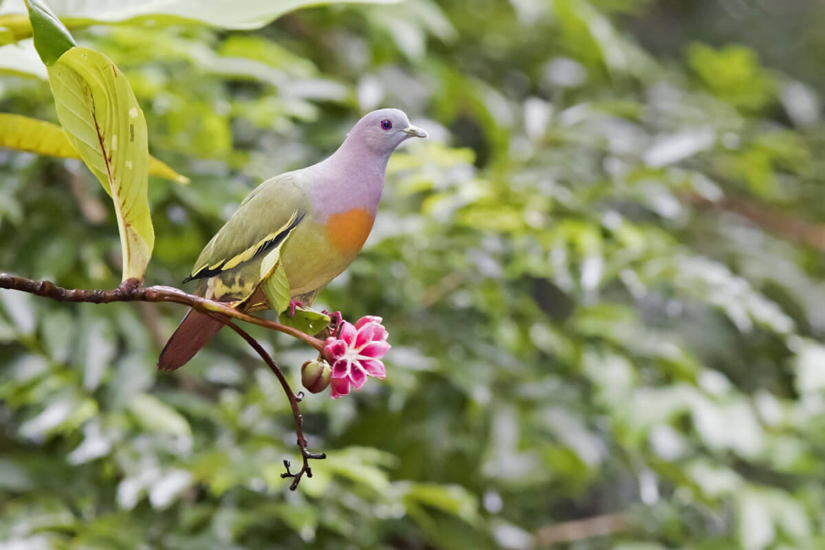 Vinago cuellirrosa, animales con v.