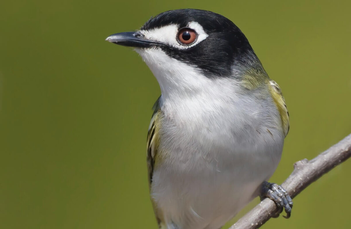 Vireo atricapilla, animales con v.