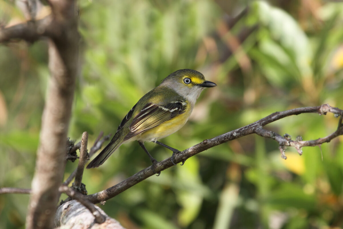 Vireo ojiblanco, animales con v.