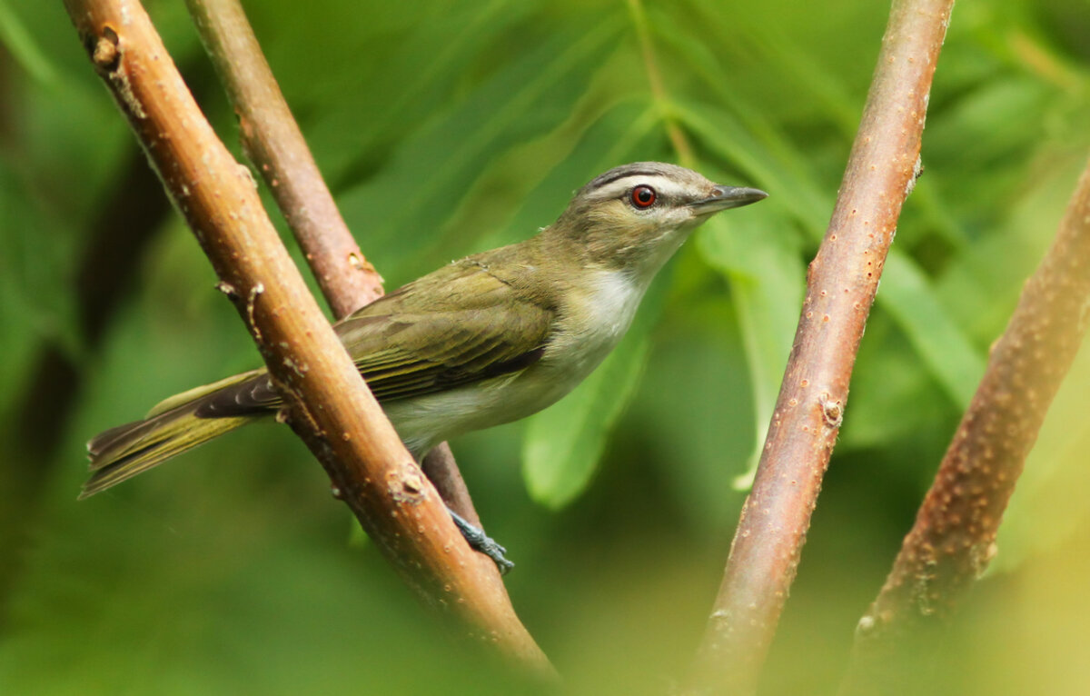 Vireo ojirrojo, animales con v.