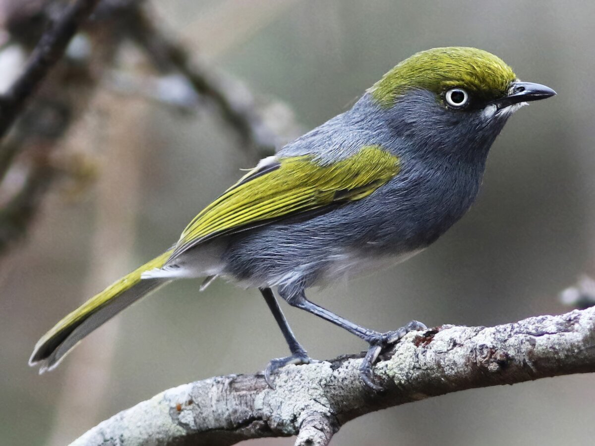 Vireo pizarroso o pizarra.